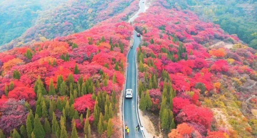 红叶柿岩博山网红红叶柿岩赏红叶一日游