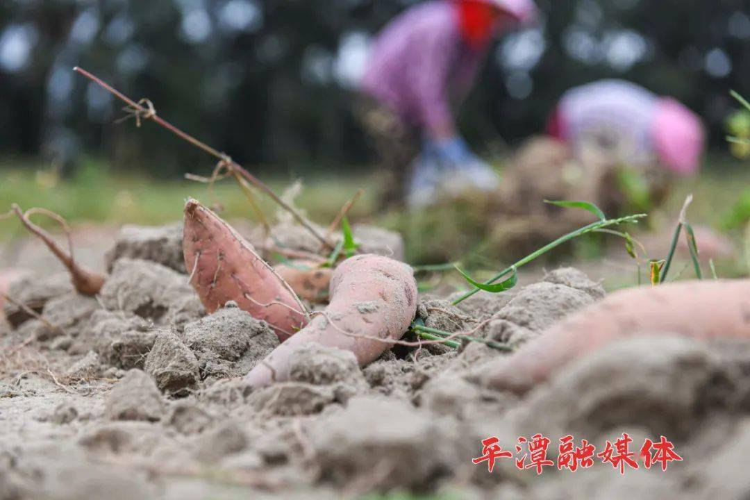 甘薯|地里的“真宝贝”收获啦！这是平潭人忘不了的老味道