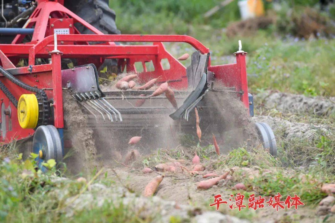 甘薯|地里的“真宝贝”收获啦！这是平潭人忘不了的老味道