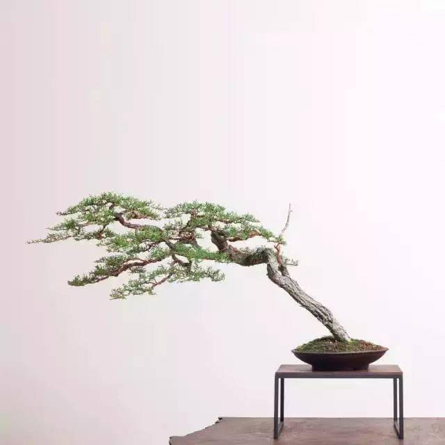 文人盆景,风骨神韵妙不可言!