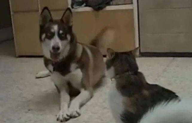 二哈跟猫咪打架,全程逗逼表现,这表情包,连小伙伴都看