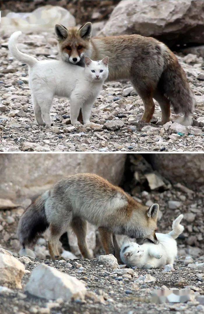 狐狸和猫的友谊