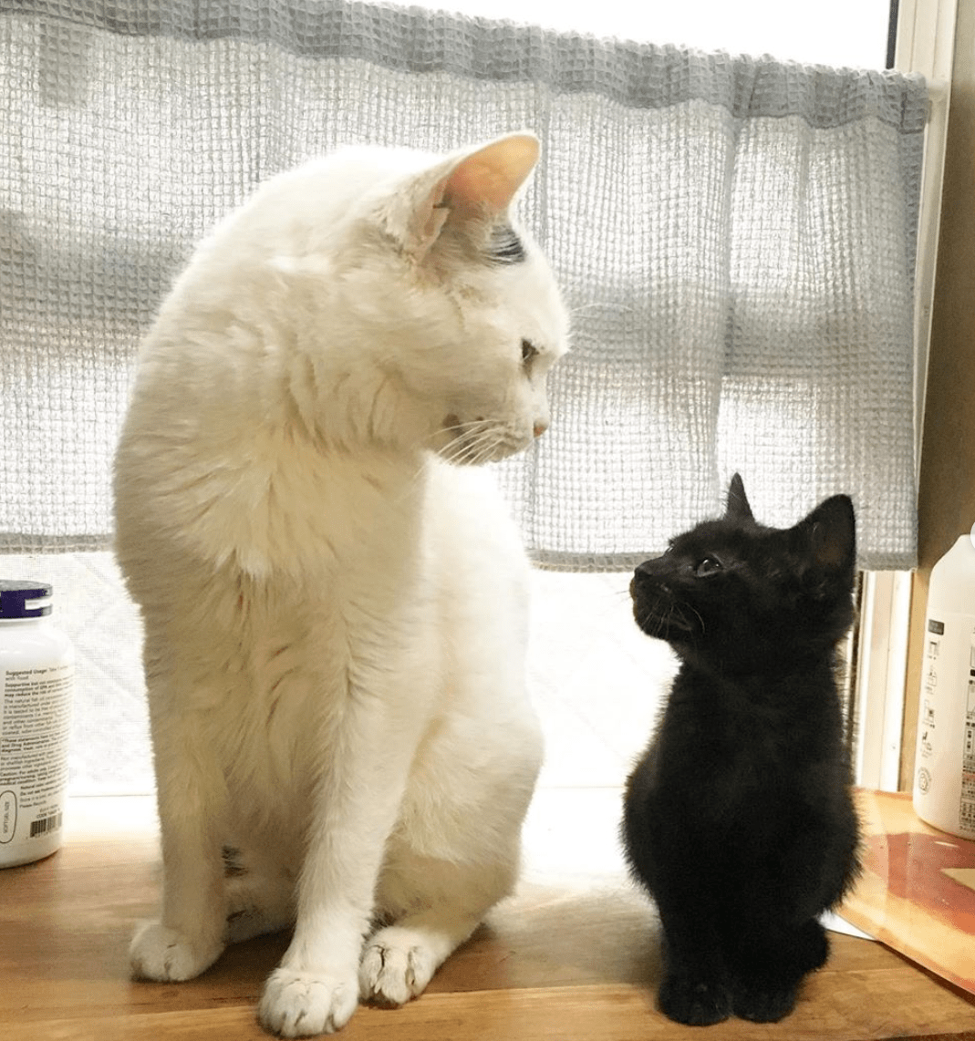 猫咪和狗狗哪个更容易喜欢自己的宠物 a8afa7521101466db9b676244484f43e.png