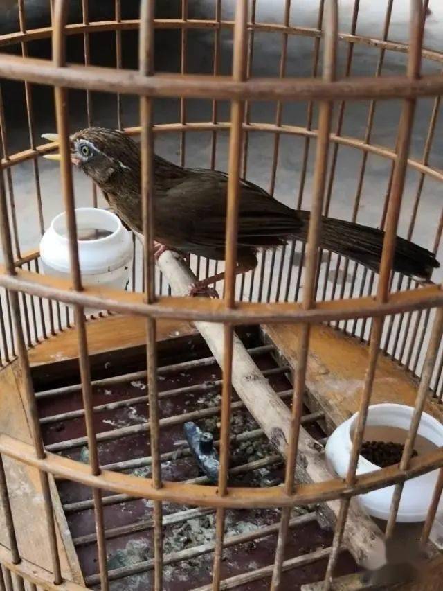 茂名一男子因捕捉了21只雏鸟,被判处拘役4个月,并需赔偿上万元.