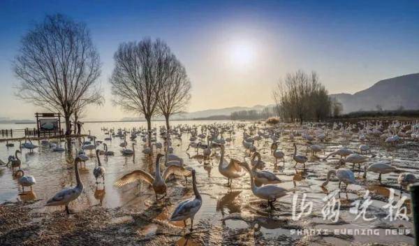 来了！首批越冬大天鹅提前抵达山西平陆黄河湿地_白天鹅