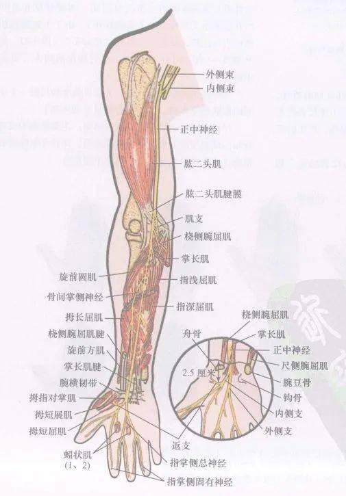 正中神经肌支中以旋前圆肌支的起始部位最高,它于肘窝上方即从本干