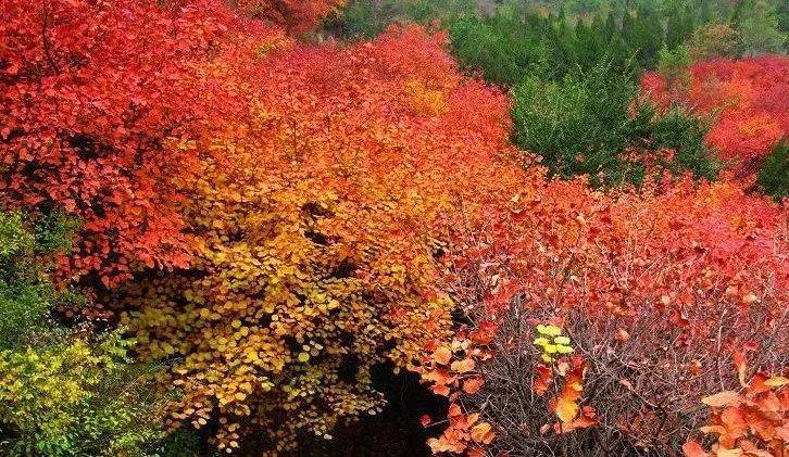 德力西太原旗舰店山西赏红叶佳地