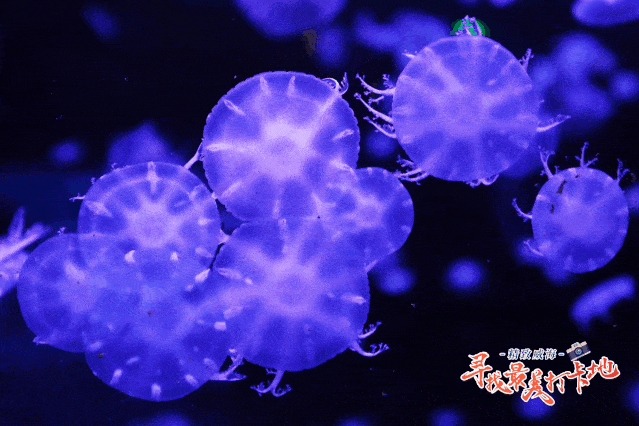 人鱼剧场是威高海洋馆的一个特色,美人鱼表演时,海底世界懒散的小鱼