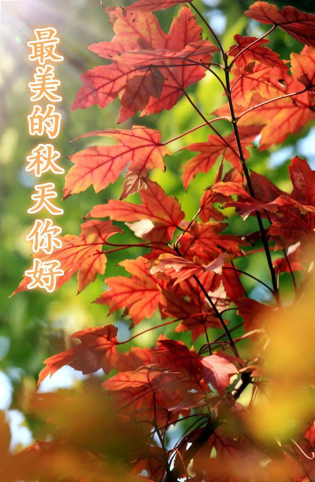 特别漂亮的早上好问候语短信息暖人早安祝福句子分享
