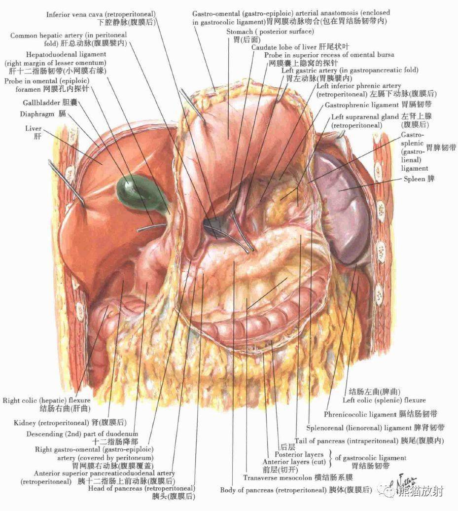 解剖丨腹部,腹壁,腹膜