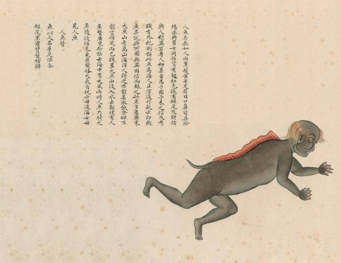 聂璜|揭秘清代奇书《海错图》：传说中的人鱼到底长啥样？