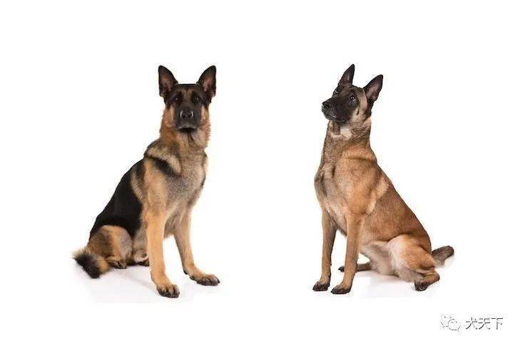 两个相似但不同的品种:德国牧羊犬和比利时马林诺斯犬