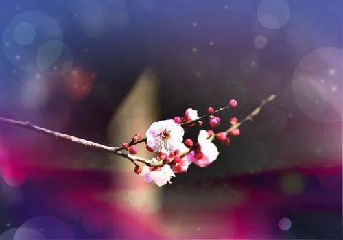 一任群芳奴的上一句