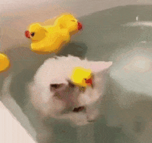 ca4a81c7617e4bb68650acc1e3e7be67.gif