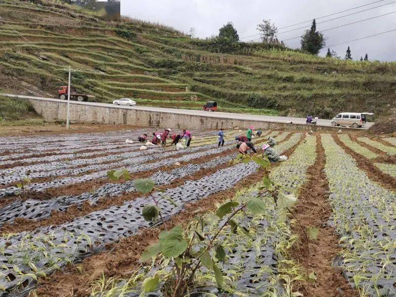 大方县马场镇:致富路上不打烊 产业扶贫添动力