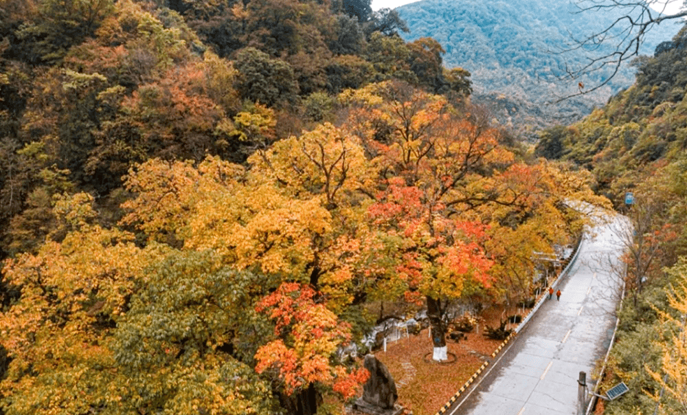 北地南国秋之炫美,藏在秦岭的红叶中_留坝县