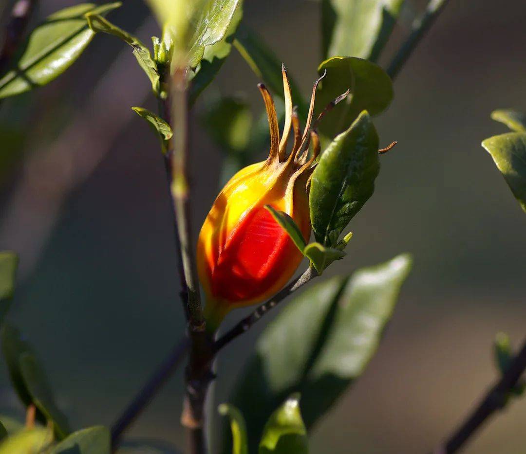 黄栌|龙袍之所以是黄的,主要还是因为皇帝太任性