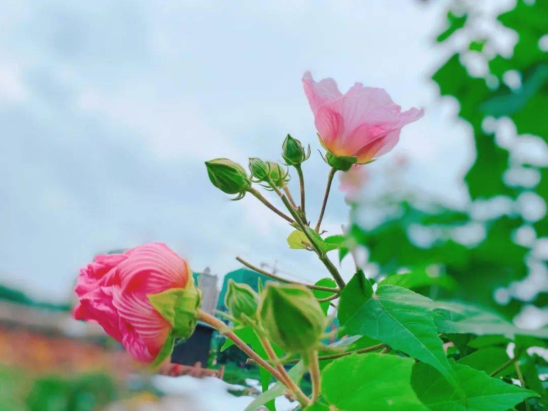 映像青白江|芙蓉花一开,好运自然来!_风景