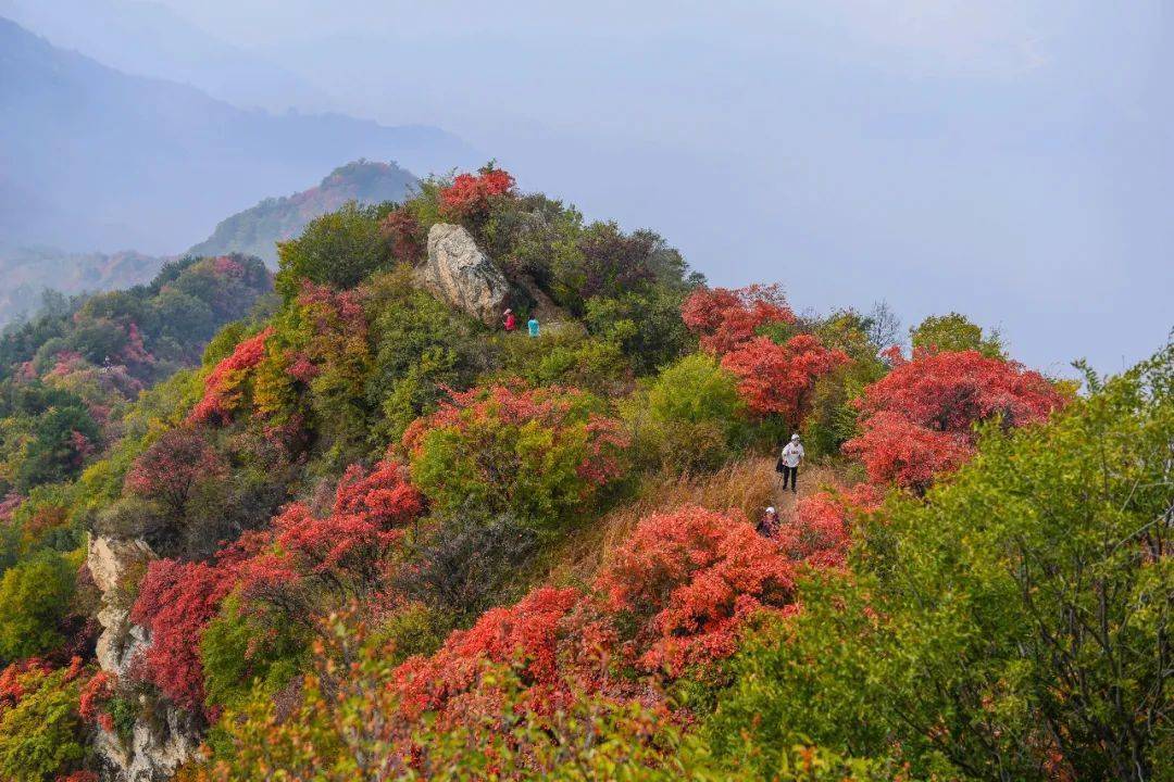 秦岭秋色美爆圭峰山红叶纷飞宛如一片火海趁着周末去观赏啦