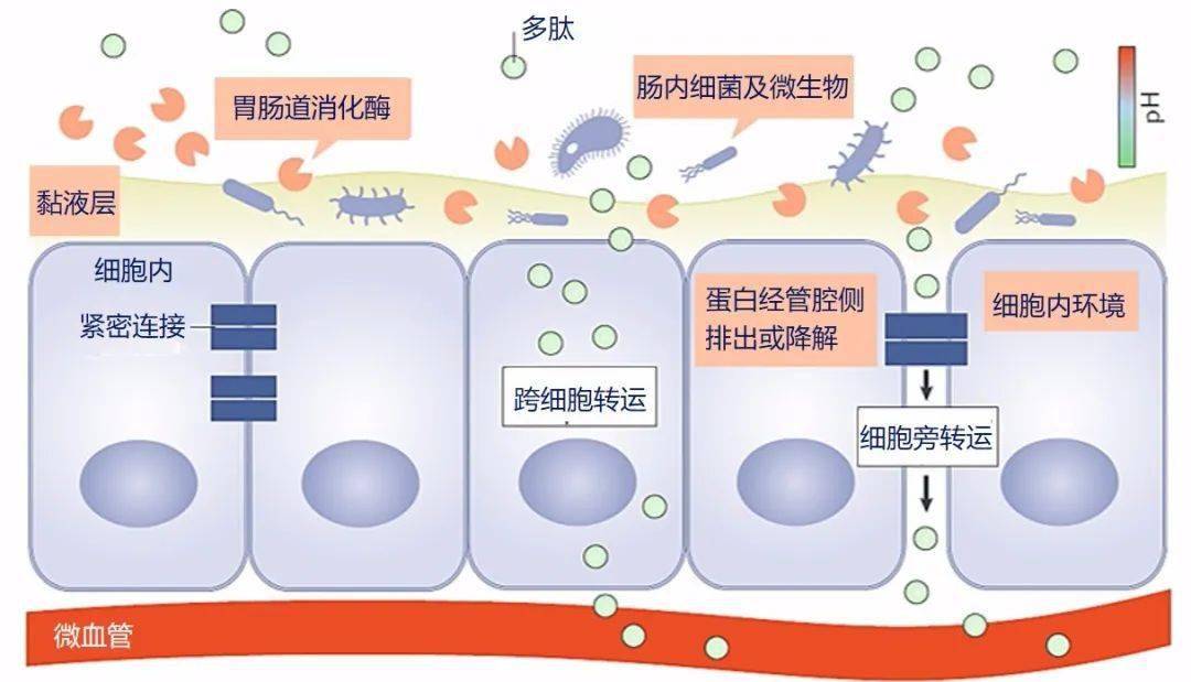 口服多肽类药物的体内吸收障碍