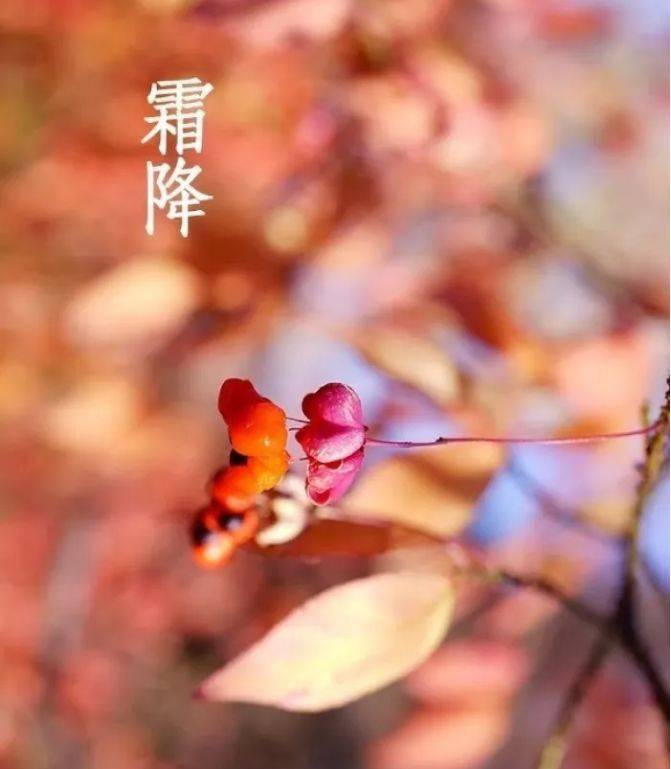 3,霜降赏菊