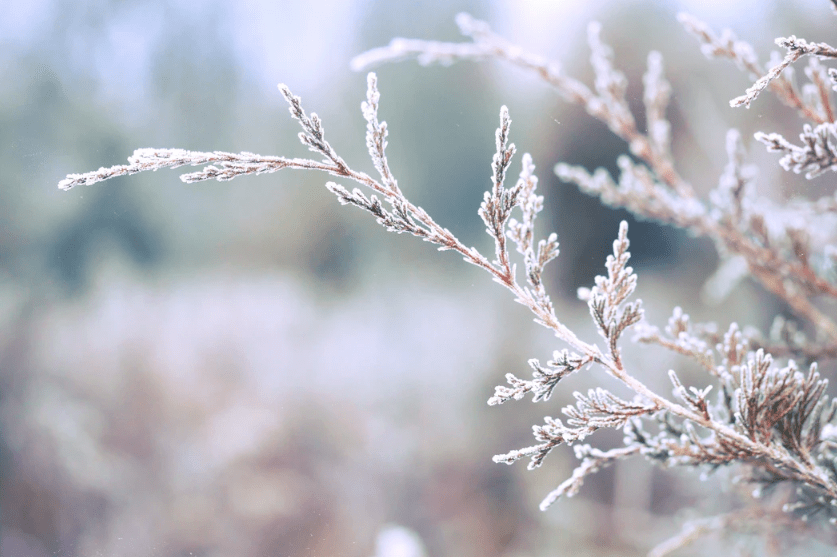 霜降节气图片 f251b2e70fe941d2a6ad748430fc9533.png