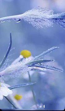 霜降节气图片 ff76d741f8cf4d14924a7e5eff2d160b.jpeg