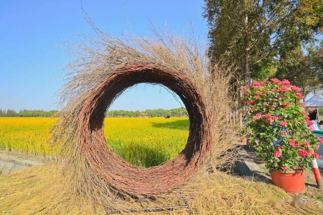 田园艺术节|八仙桌边听歌,望田集市淘宝,松江浦南这样经营田园风光