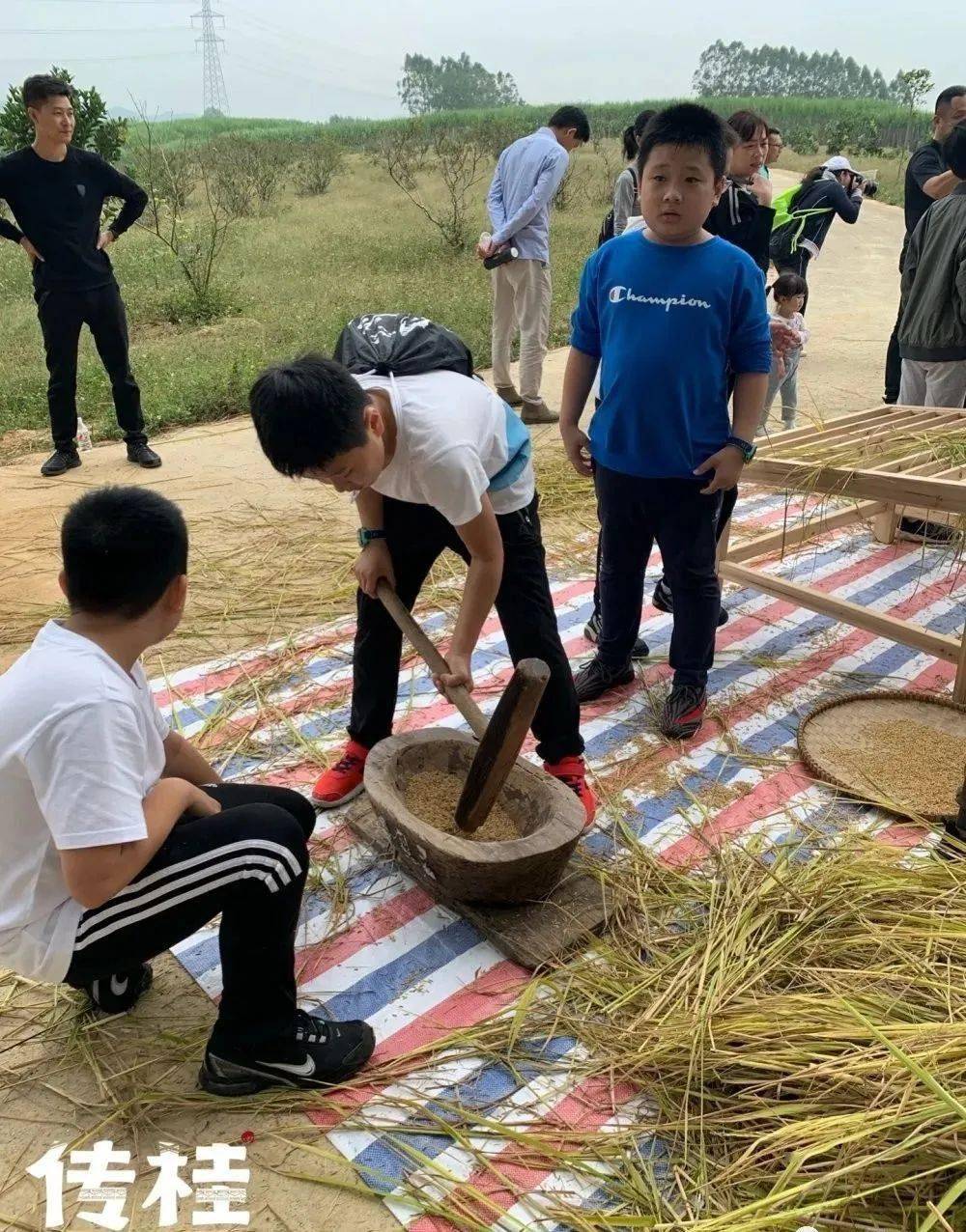 班级秋游传桂研学金秋大丰收之旅收割稻谷打稻脱壳体验非遗扎染竹竿舞