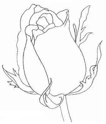 素描:十步画出玫瑰花