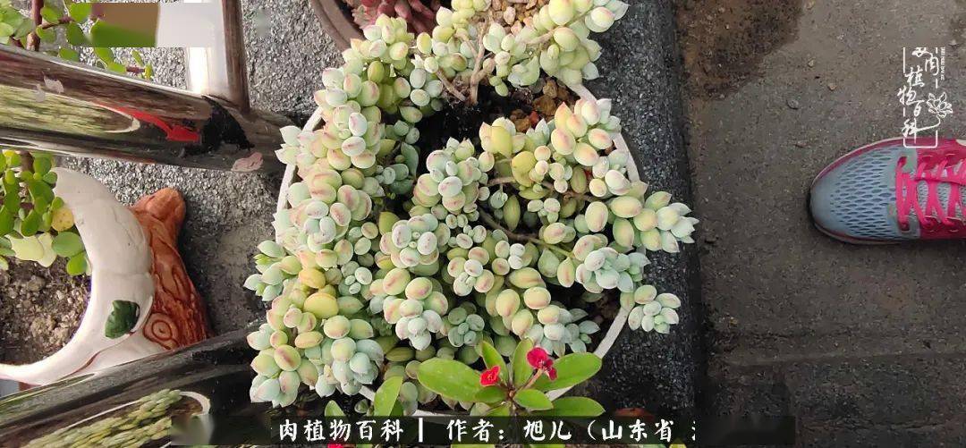 热爱多肉,热爱生活,多肉是正能量植物!