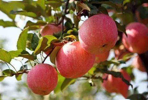 秋季苹果树收获后施肥技术要点!