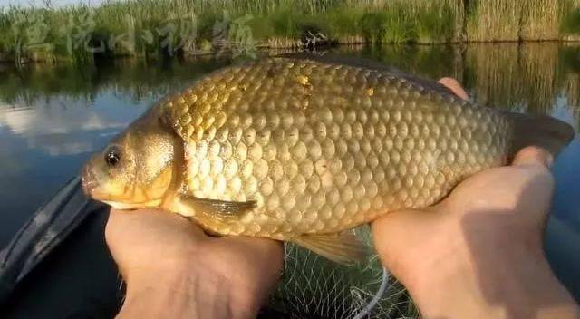 水域|深秋钓大鲫鱼很容易！学会这5招