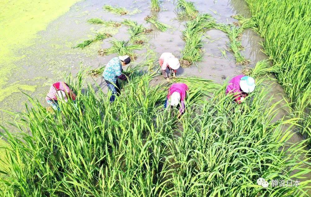 徐静波：日本为啥没有茭白？