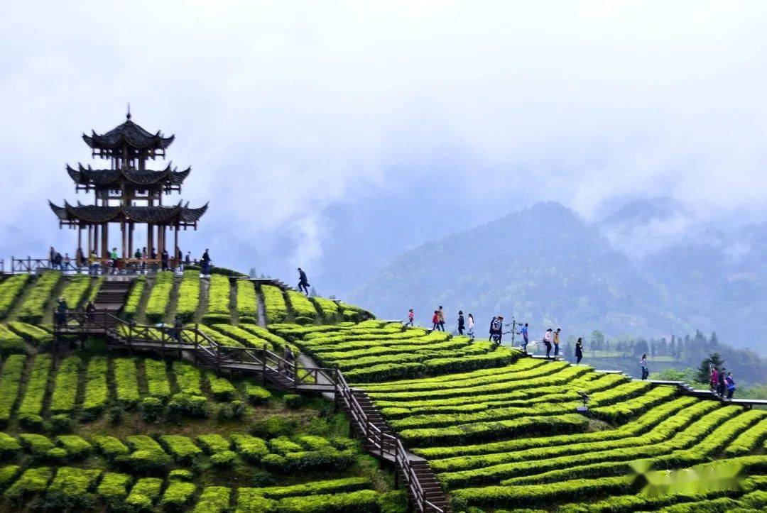 一览宣恩的浪漫极致在一望无际的茶山中或者来到伍家台贡茶文化旅游
