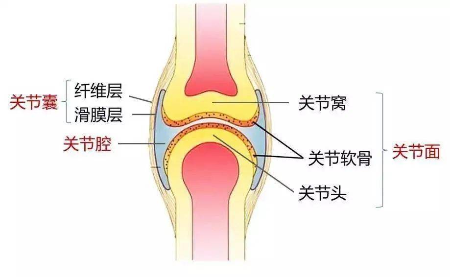 二,髌骨相关检查