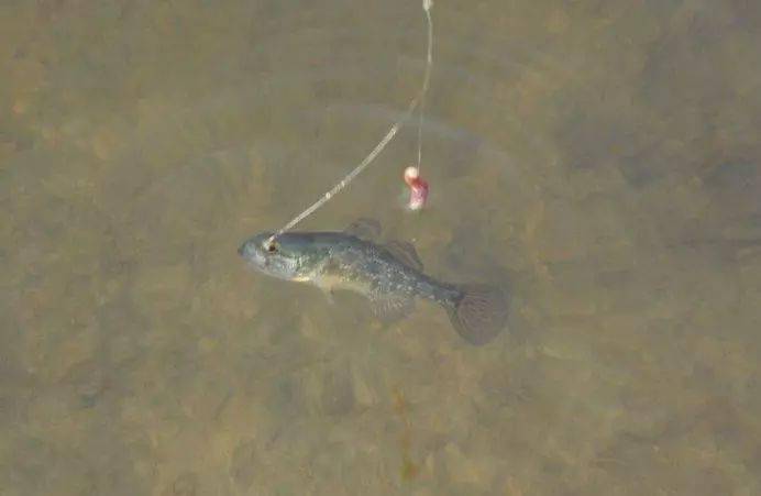 什么地方有黑蚯蚓 11f2b62fd4094289b085e4ff278926da.jpeg