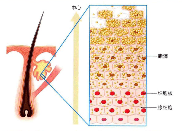 皮脂腺的分泌