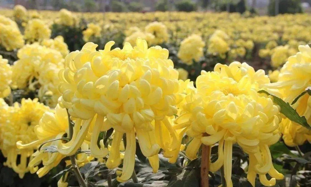 习俗|网络中国节 | 重阳节习俗知多少？