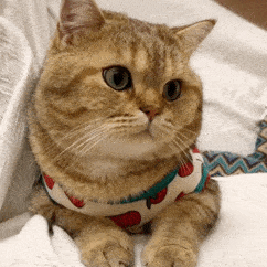 89e8e12964724bd0b9f958625ac1e77c.gif