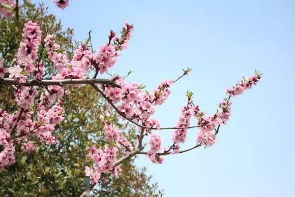 祖传|吃亏多了，总有厚报（精辟）