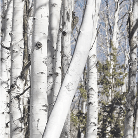 call|常年生活在0下20度！但这些极地女生的皮肤依然嫩到掐出水，都是这款芬兰国宝护肤品的功劳！李佳琦也在疯狂打call！