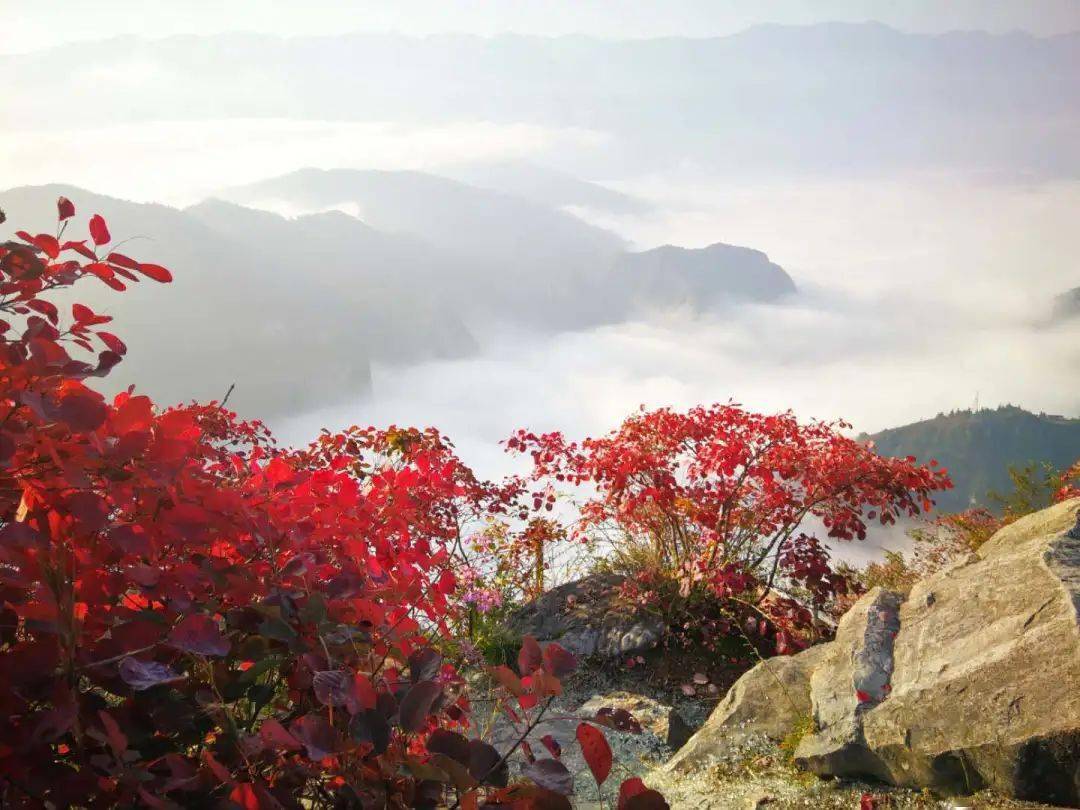 满山红叶似彩霞简谱_满山红叶似彩霞图片