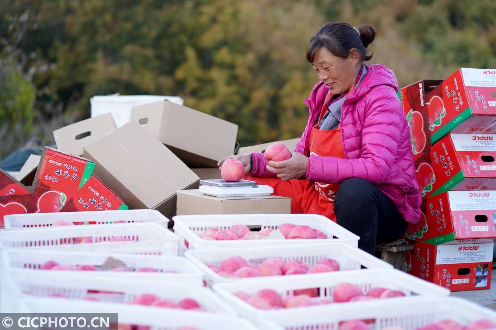 内丘|河北内丘：苹果丰收助增收