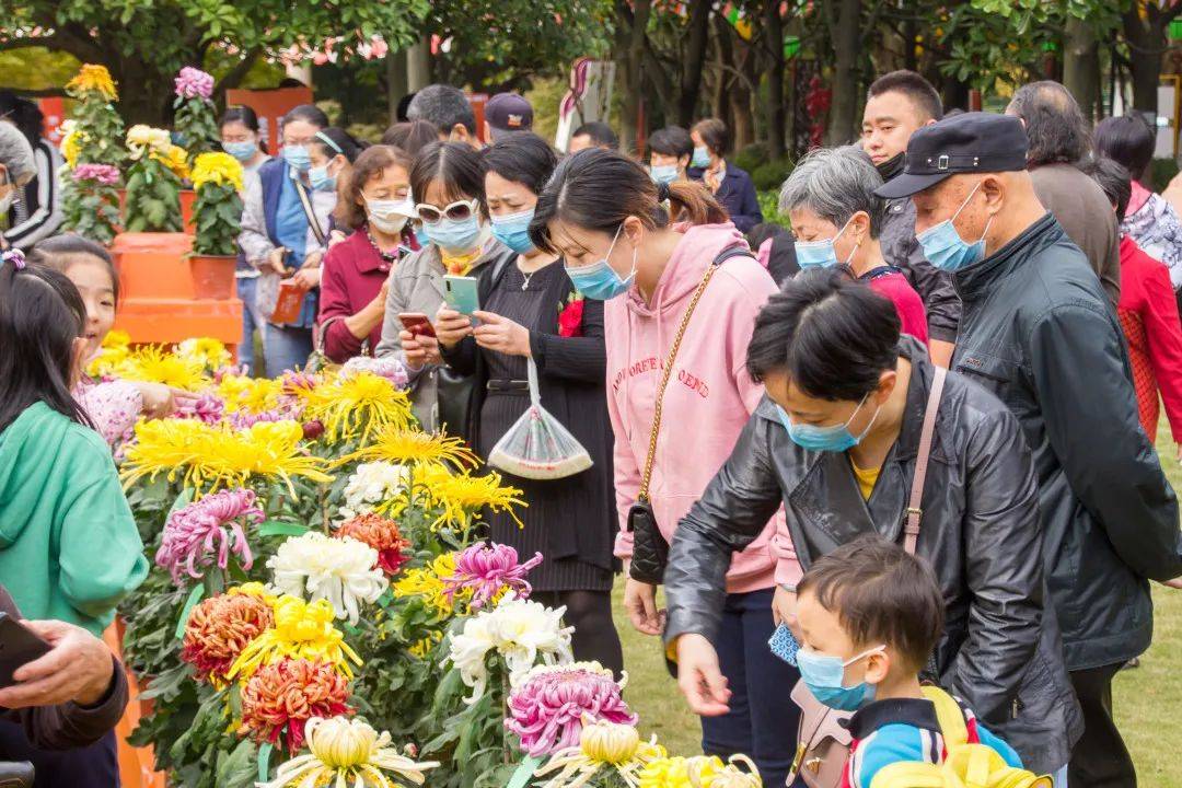 吃糕,赏菊,看表演……重阳节来这里就对了!