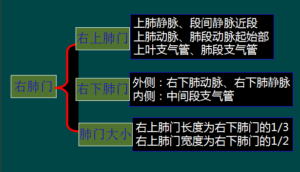 纵隔|读完此文，终于学会看胸片了