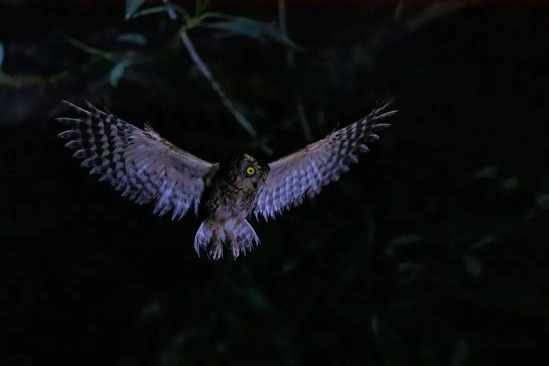 拍鸟攻略夜弱光拍摄野生动物断想