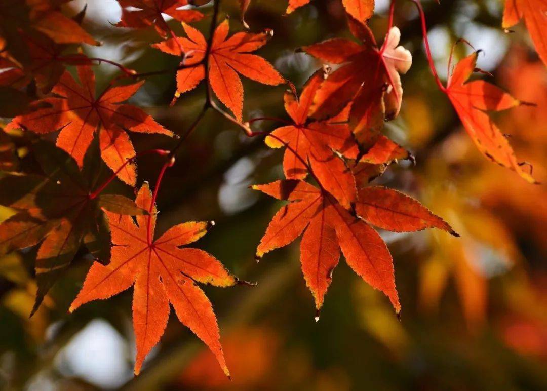 autumn  追逐十月的和风,沐浴金秋的阳光.