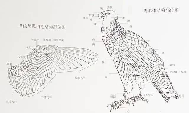 鹰的写意画法「中国画教程」_手机搜狐网