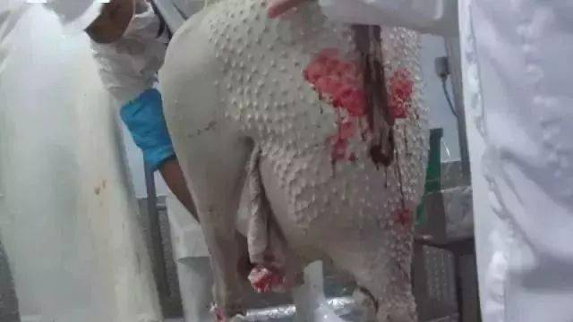 然而鳄鱼的生命力极强,在清醒的状态下被工作人员用匕首剥皮后,还能